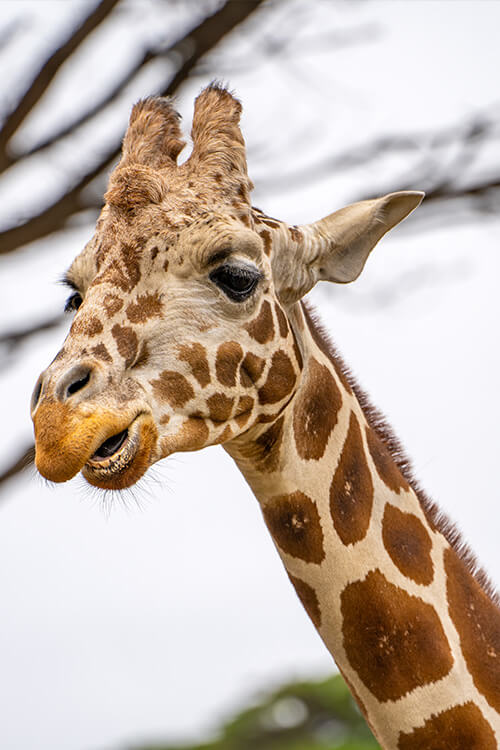 Close up of a giraffe San Francisco Zoo