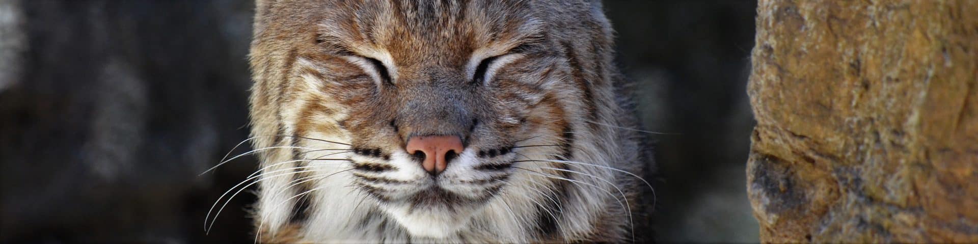 CuriOdyssey Science & Wildlife Center Big Cat