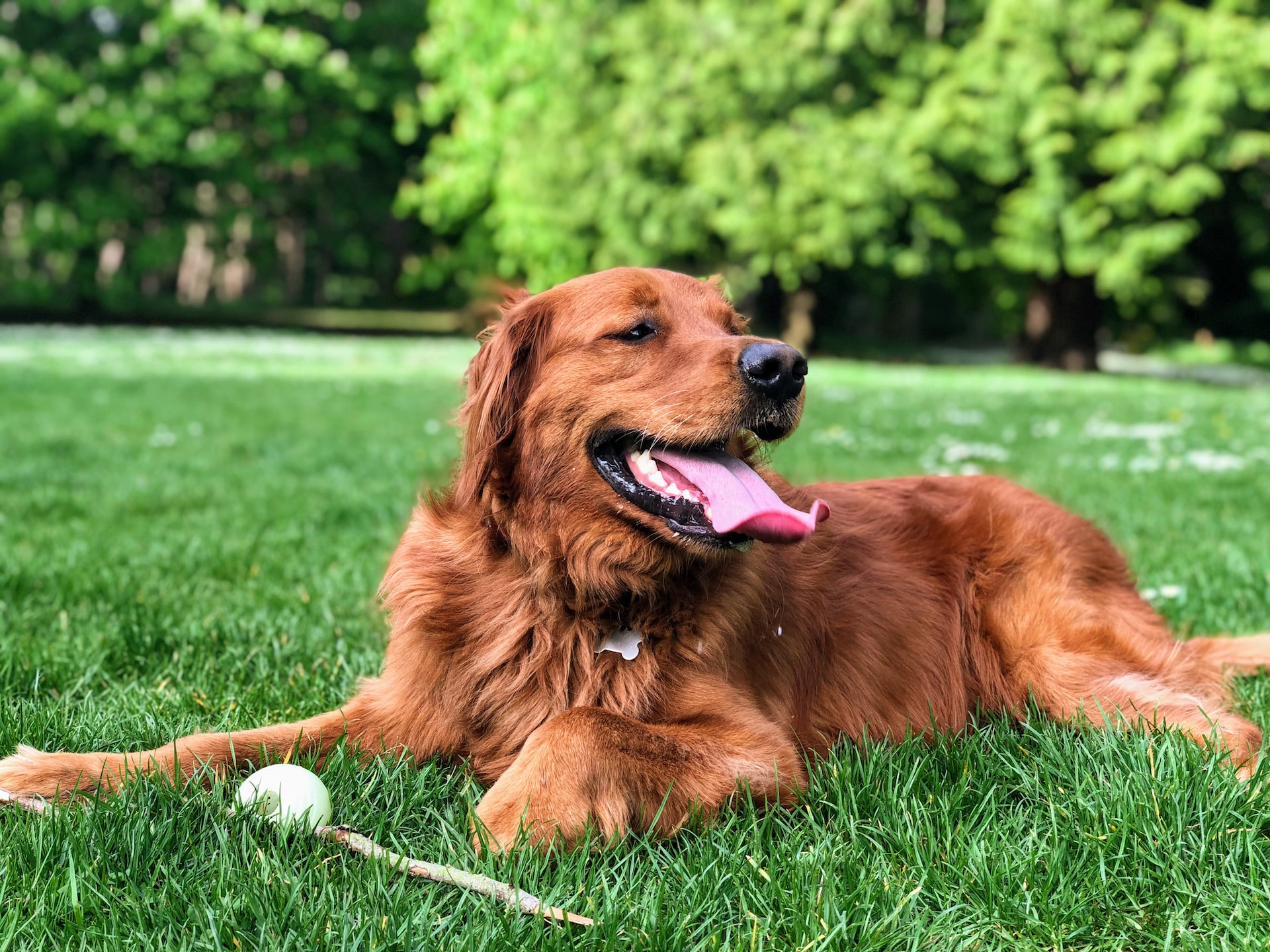 Golden retriever panting and resting in the grass.