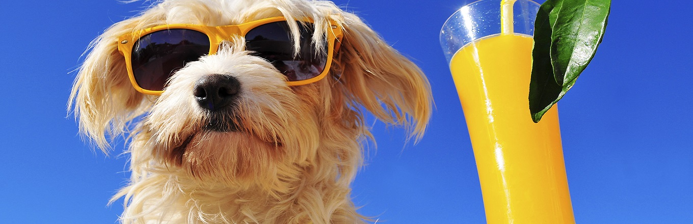Small dog with yellow sunglasses next to a mimosa against a bright blue sky.