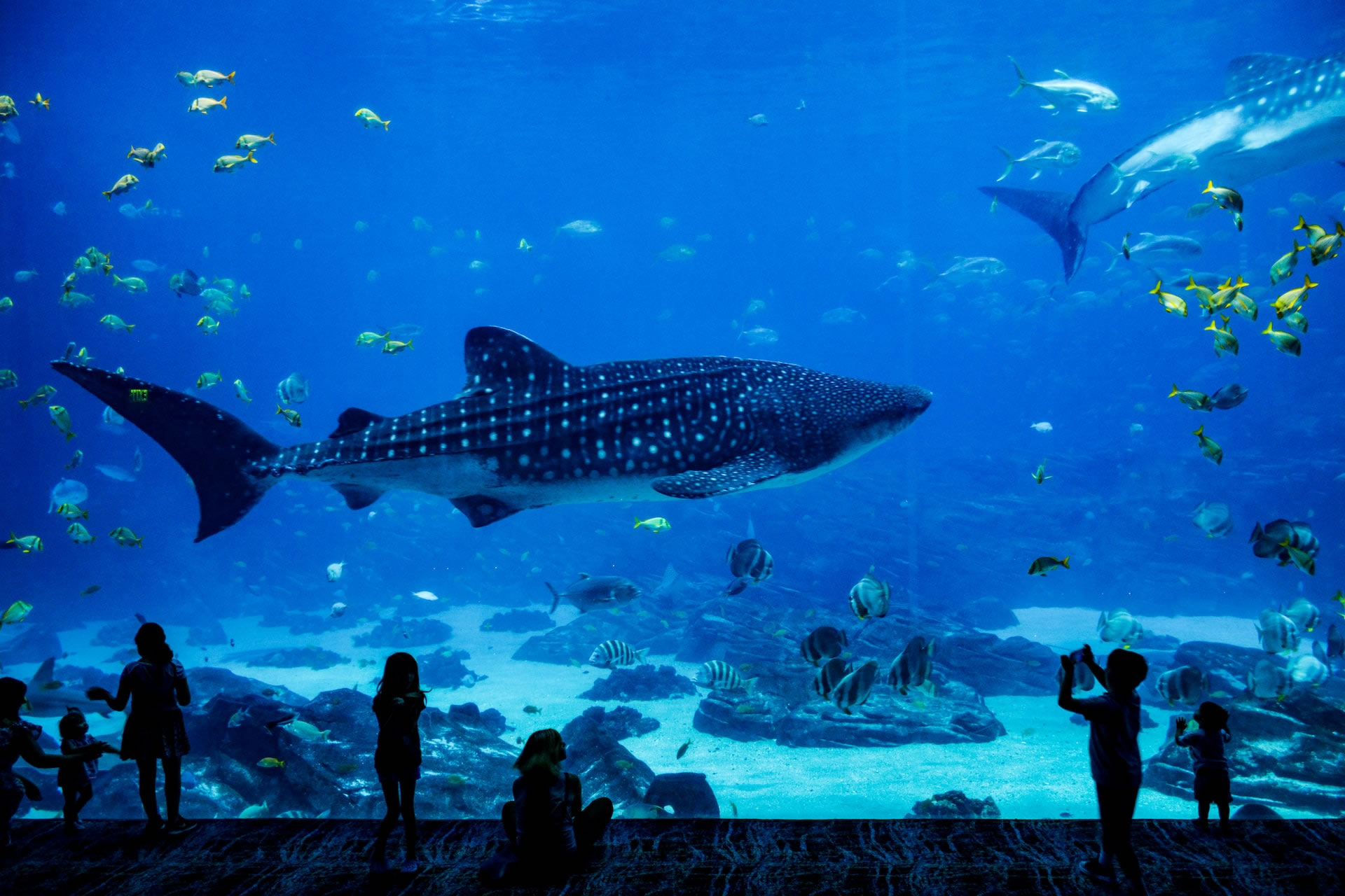 Whale shark and other sea creatures swimming through a large tank at an aquarium as visitors watch.